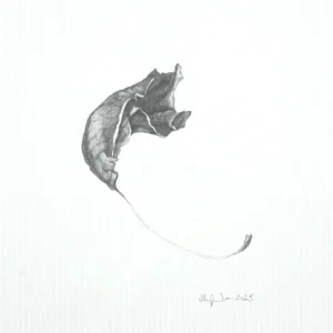 The Beauty of Transience IIB – contemporary pencil drawing depicting a leaf, part of a diptych.
