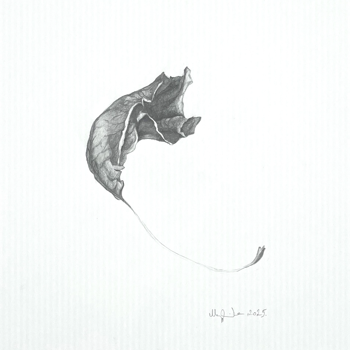 The Beauty of Transience IIB – contemporary pencil drawing depicting a leaf, part of a diptych. The Beauty of Transience IIB – contemporary pencil drawing depicting a leaf, part of a diptych.