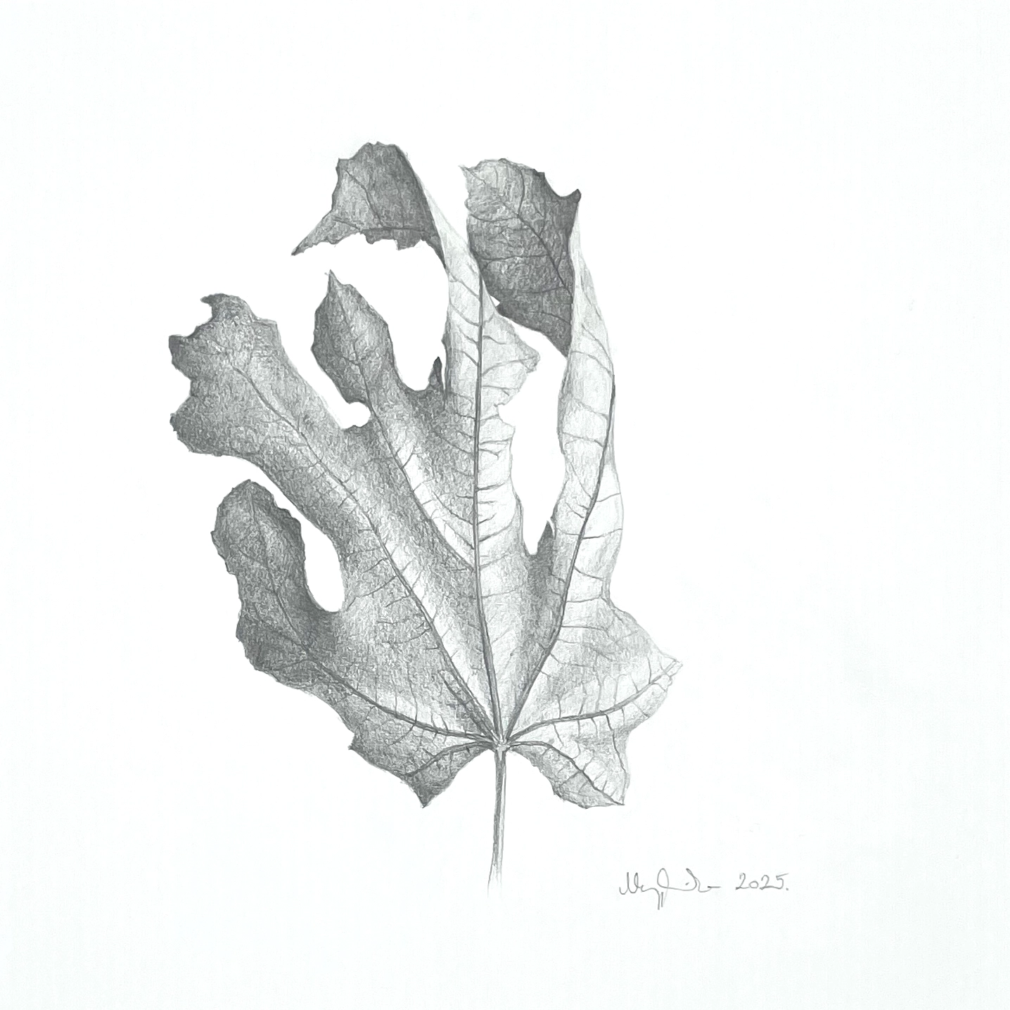 The Beauty of Transience IB – a contemporary pencil drawing depicting a leaf; part of a pair of images.